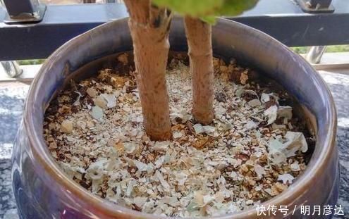 养了多年花,才知道鸡蛋壳这么处理,不生虫、肥效足,养啥啥旺
