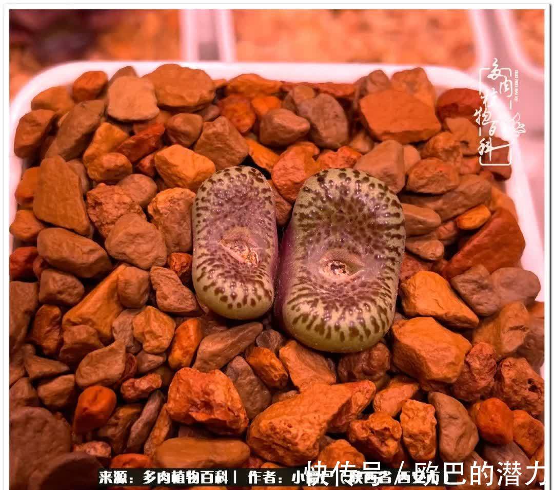 从景天到水泡和肉锥,那些年阳台种植多肉的历程!