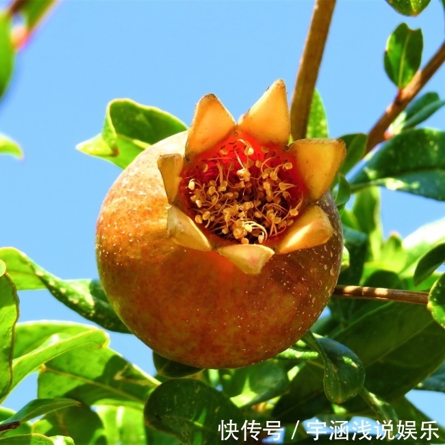 此花是一种成熟的美丽，寓意着多子多福，是很鲜艳的花