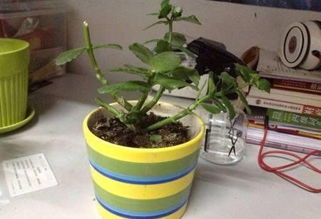 新买的长寿花丑的“不像样，学一招修剪，变成树形“小老桩”！