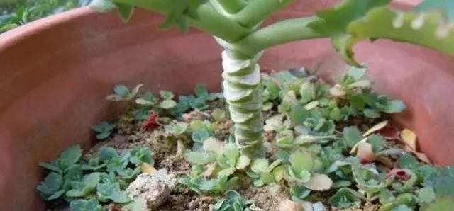 这2种花,碰掉个叶子掉盆里,自己长1盆,比绿萝吊兰好养100倍