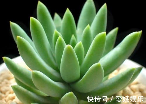 多肉千佛手叶片干瘪怎么办教你3个小妙招,养出最饱满的千佛手