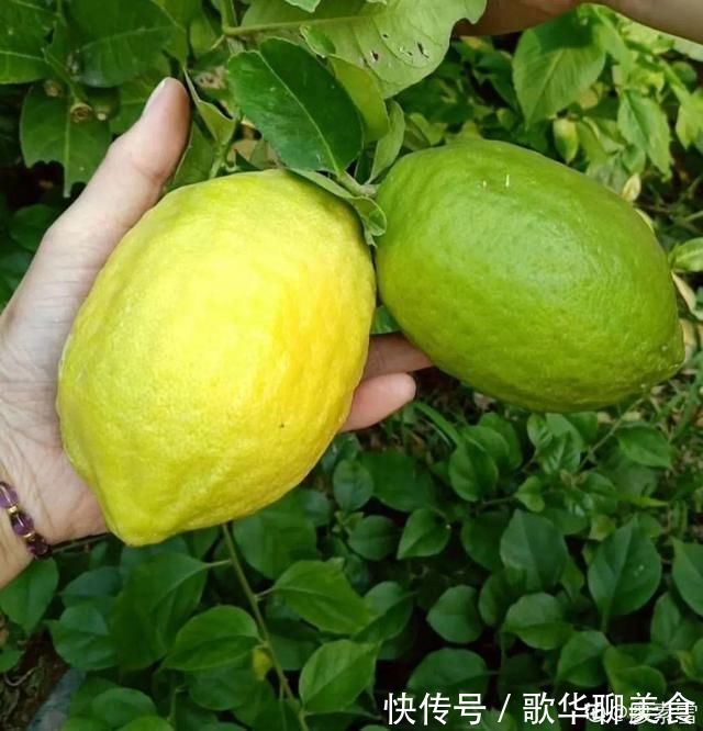 夏天养花,这个地方千万别摆,否则3天死翘翘