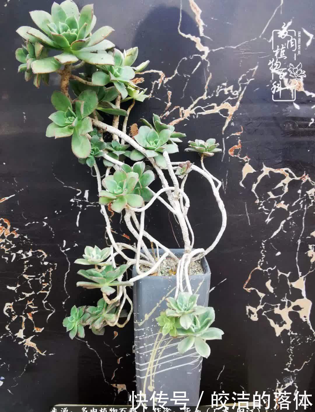 广东的冬天是多肉的春天,时间是最好的魔法师!