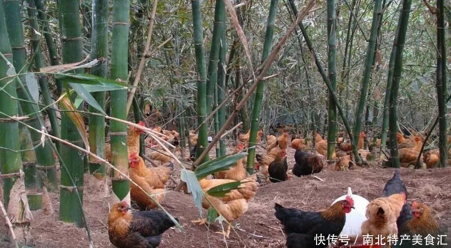养殖|购买的土鸡吃着不香,你买的可能不是正宗土鸡