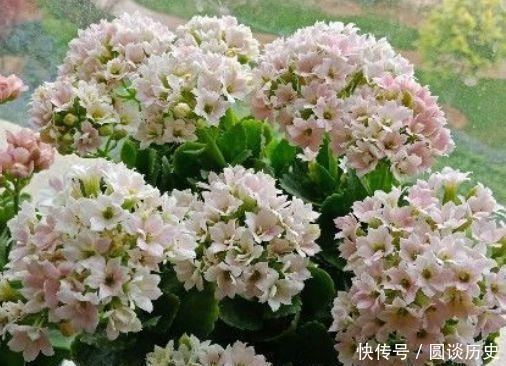 家养几款花卉，开花勤爱爆盆，盛开时繁花似锦，美轮美奂