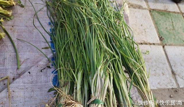 春天的农村里有这40种山珍野菜图片，让你轻松辨别山珍野菜