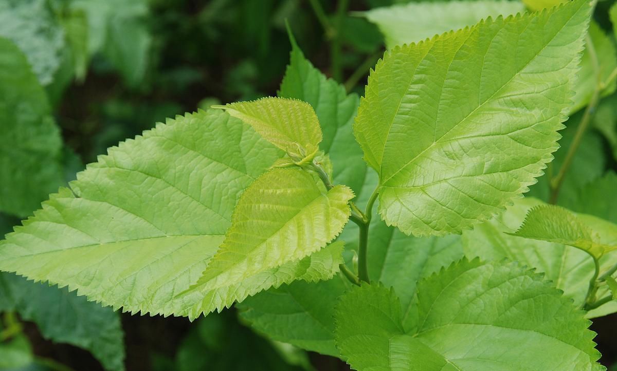 痛风的“天敌”原来就藏在我们餐桌上，每天吃