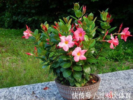 大丽花|石竹花、大丽花、仙客来、飘香藤，冬日养殖，砰砰开花