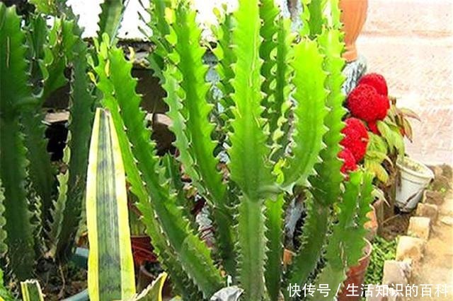 养龙骨花，要谨记一个“懒”字，越懒长得越壮，勤快容易出问题！