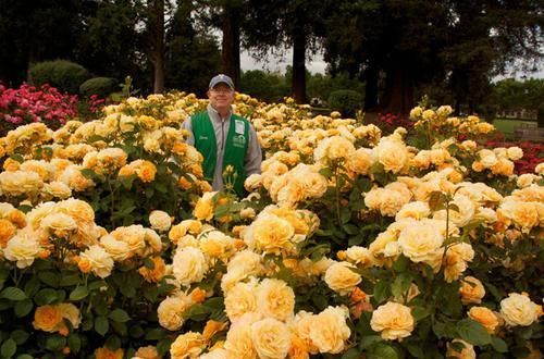  季节|3种花堪称“居家必备”，多季节开花，花大香浓，盆栽地栽皆适宜