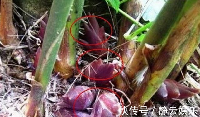 阳荷|山里人常吃舍不得卖,是糖尿病患者的福音!吃过吗