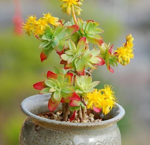 4种开花多肉,好养易活花期长,颜值超高的