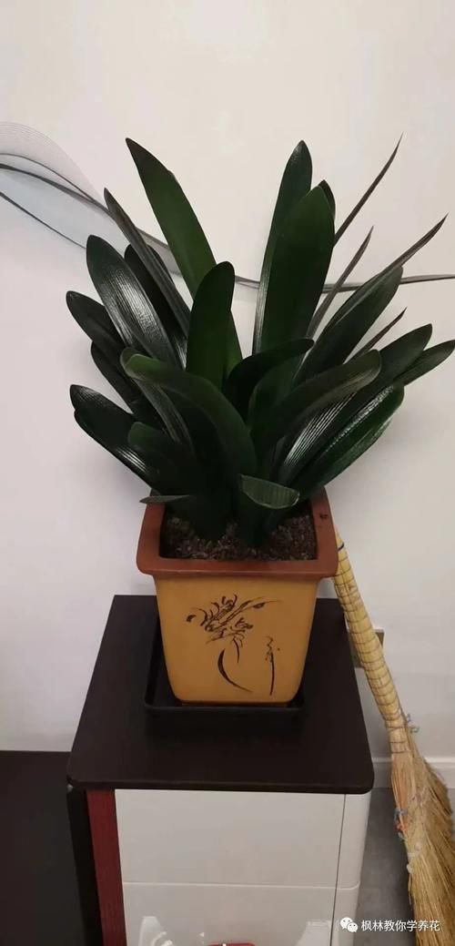 君子兰养护多年始终多年是什么原因呢