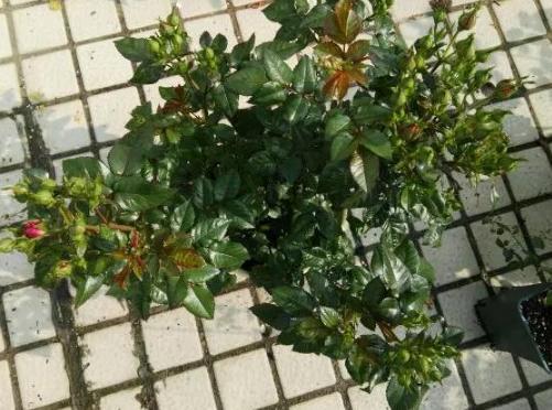 阳台盆栽月季芬芳宝石，沾土就活，做到4点花开香味越发浓郁