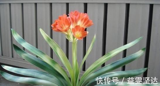 小窍门|家庭盆栽君子兰，掌握“浇水”小窍门，不干根不烂根，越长越旺