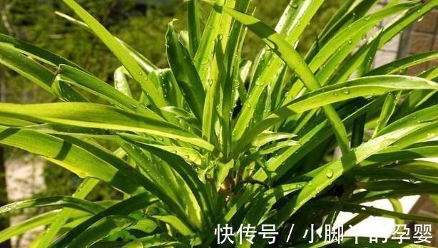 什么淘米水黄豆水都不如3种水,1个月浇2次,啥花都喜欢