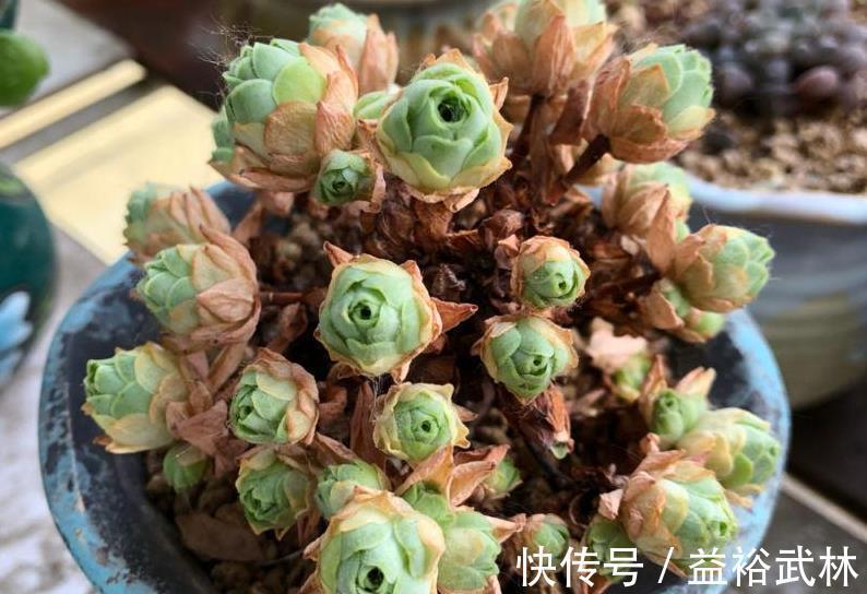 山地玫瑰|此款多肉叶子像玫瑰花，高贵漂亮，满足5点养成老桩，格外讨喜