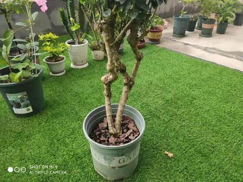 天下第一香,茉莉老树桩,轻松养成茉莉树,高端典雅大盆景