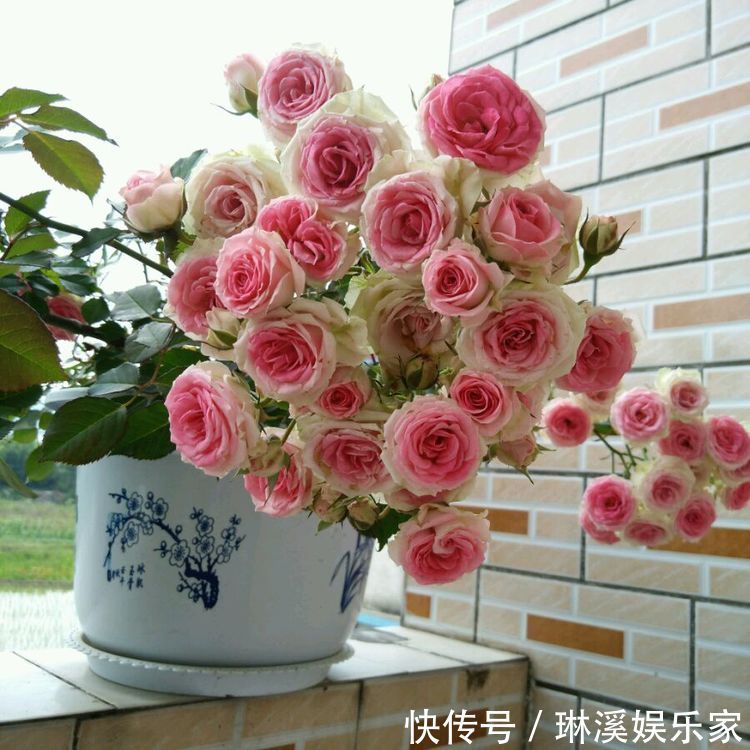 小伊|喜欢菊花，不如养盆优良名菊“黄香梨”，似金丝玉蝶，优雅清秀！