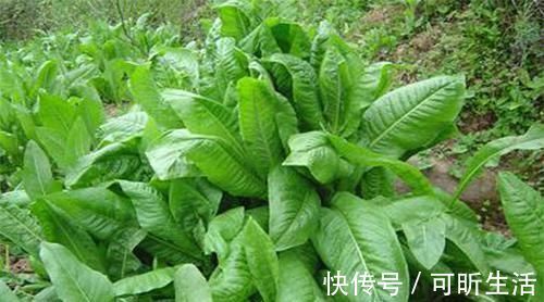 桑叶水|痛风有救了!每天多吃6种食物,尿酸稳稳降下来,远离痛风!