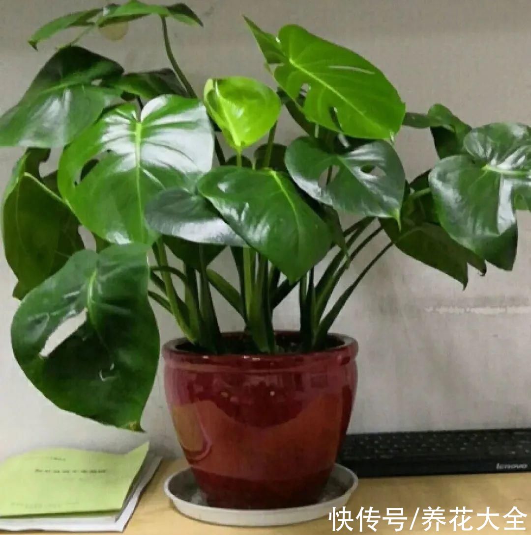 琴叶榕|大叶子耐阴花，室内一定养，叶子比脸大，真凉快