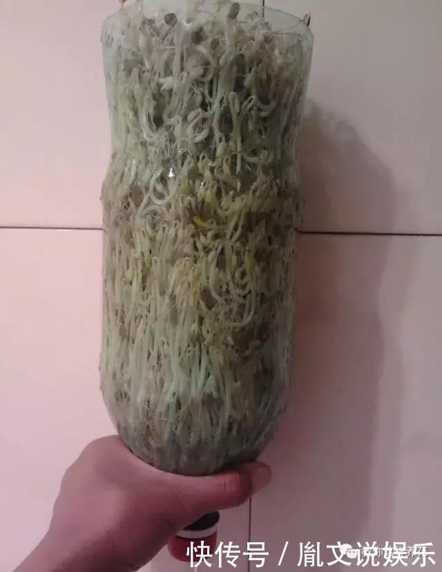 塑料瓶别扔了,用来养花真是神器!可别浪费了!