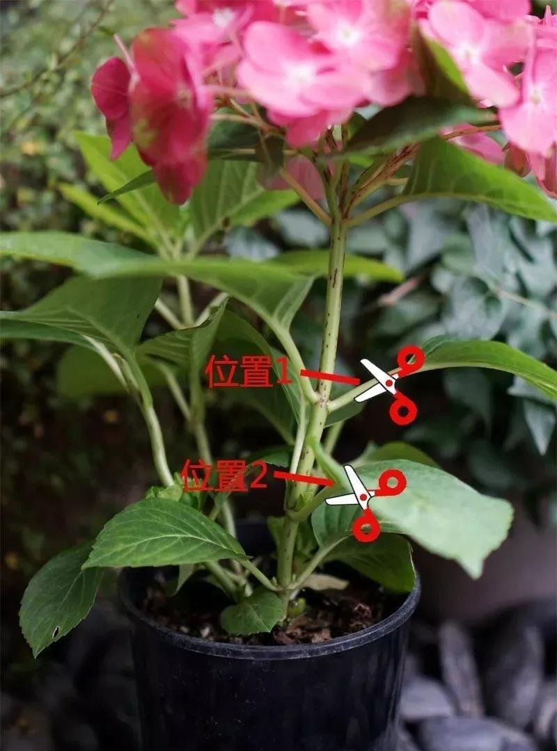 枝条|七月快修剪,晚了这个月,小心来年开花难