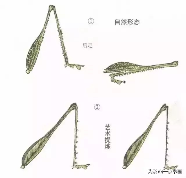 蝈蝈@国画教程——蝈蝈的画法