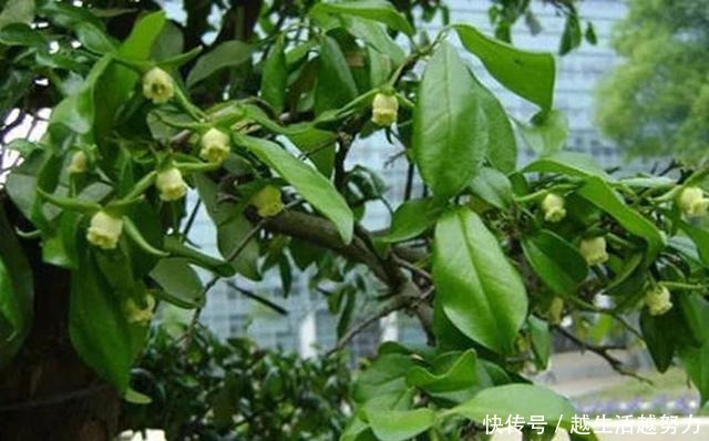 一种名贵的盆景树,有院子的一定要养,价值高造型美!