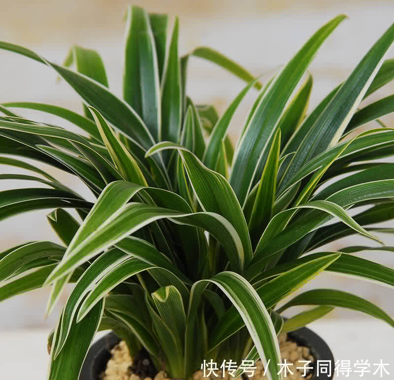 花店买花，别选4种，买了也养不好，半死不活真难看，白花钱了