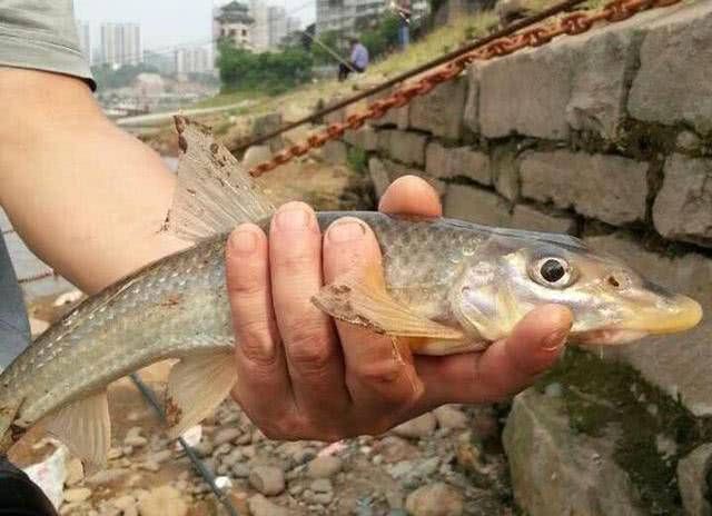 再也钓不到?长江水米子,最好吃江鱼之一,如今已难觅踪迹