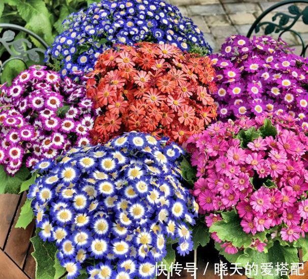 漂亮|3种漂亮花,9月喂点大补肥,新叶新芽一起长,开花一茬接一茬