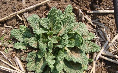 中年|5种被名字“坑”的野菜,常被错当成杂草,殊不知价值极为珍贵