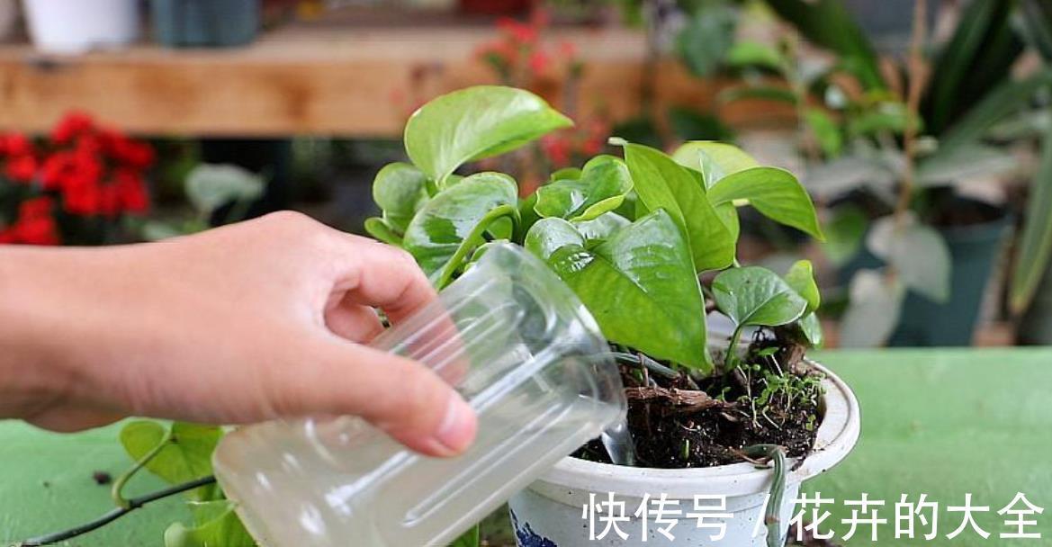 养花|花卉养不活?5个坏习惯在作祟,不戒掉啥花都养不好,你中了几条