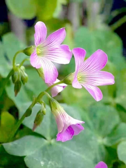 咸酸藤，可治牙痛，跌打损伤