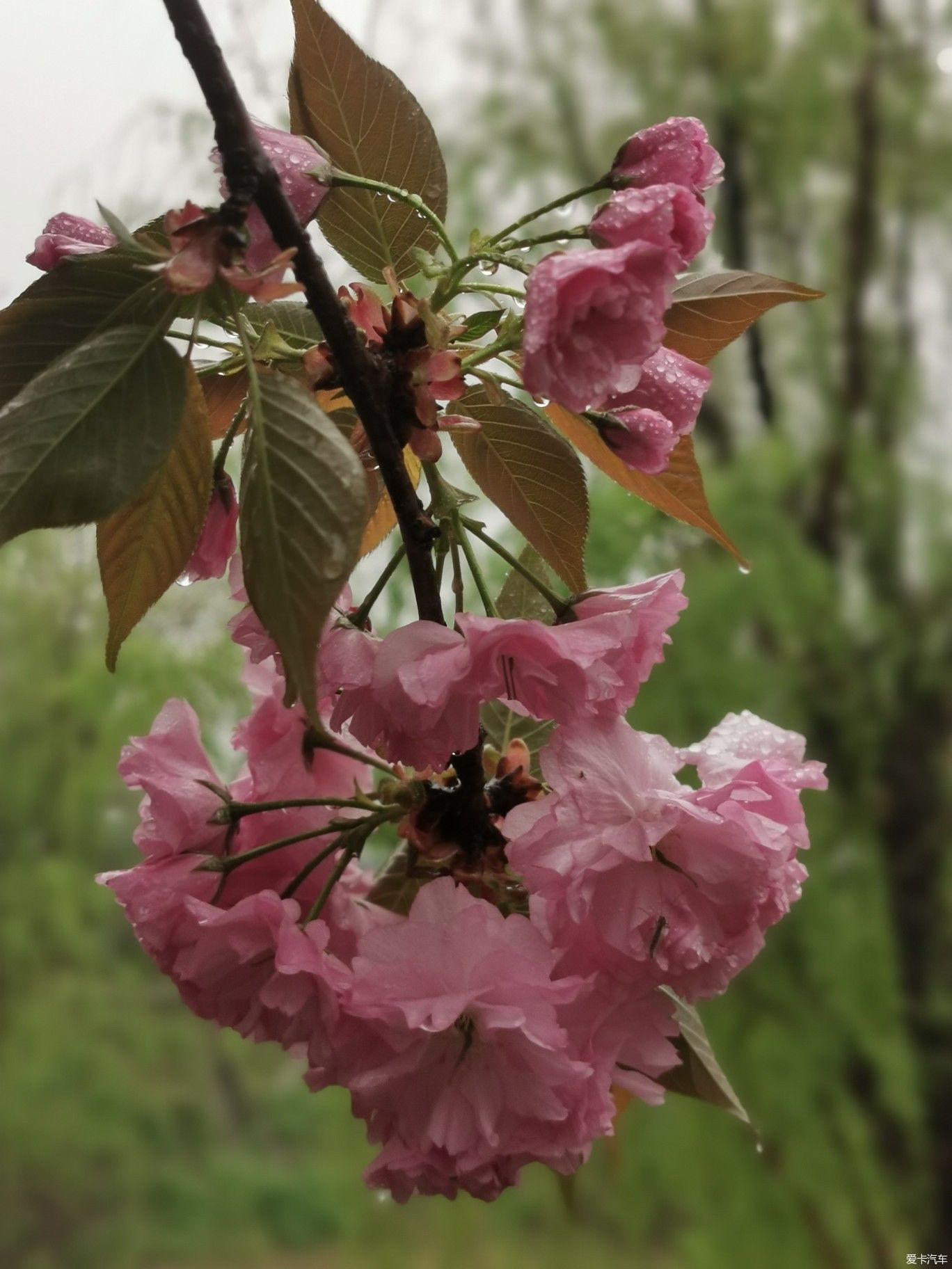 雨中盛开的樱花