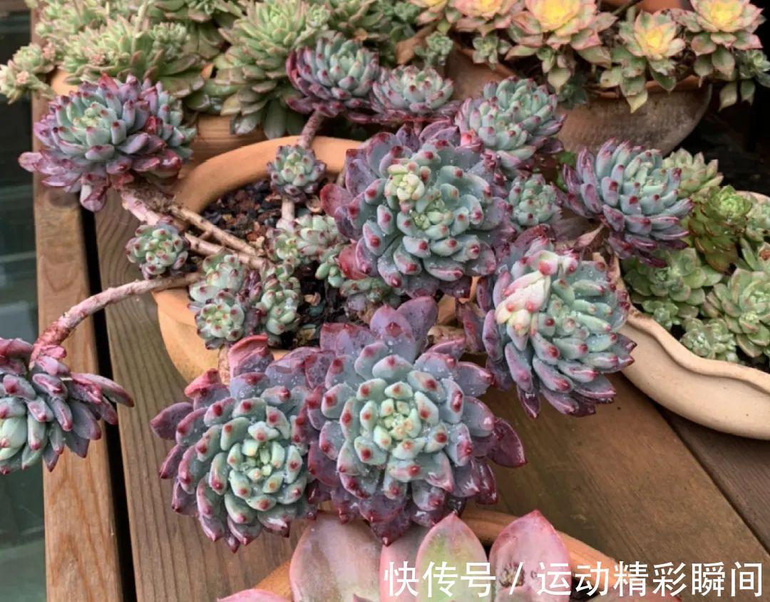 十几年的多肉“妖精”,自然老桩头,造型太美