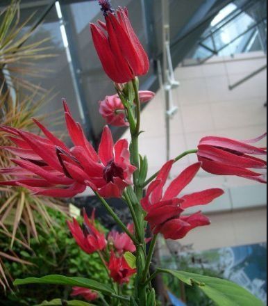 养花就养美艳的,花色美如胭脂,花开明朗干净,满屋花香四溢,美