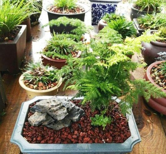 掉叶发黄快枯死的文竹怎么急救给它喝点酸奶,一个月爆盆绿油油