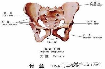 不良习惯|骨盆后旋对身体的伤害你知道吗?