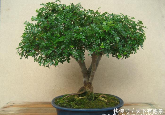 比绿萝还好养,天生的盆景材料,块根植物大象树