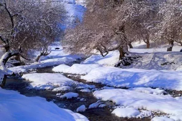  区税务局驻|大雪节气，想和你一起去看雪！一起，慢慢白了头~