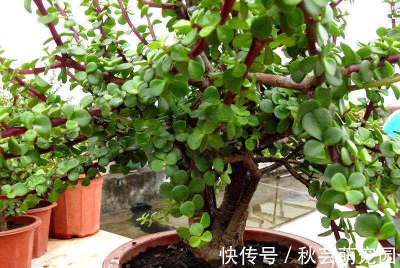 玩出了新名堂盆栽野菜,销售盆栽野菜,他每天的毛收入高达两千元