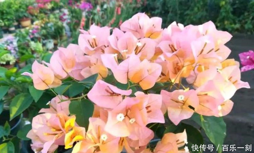 新芽|三角梅浇水有诀窍,“分段”巧浇水,新芽花芽抢着冒!