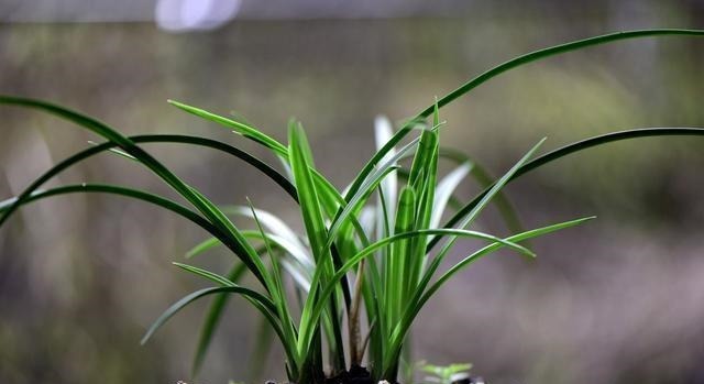 怎么判断兰花缺少氮磷钾?学会这三招,养不好兰花都难