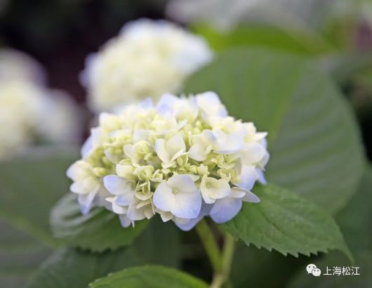 绣球花|彩！辰山植物园里2000余株绣球花绚烂绽放