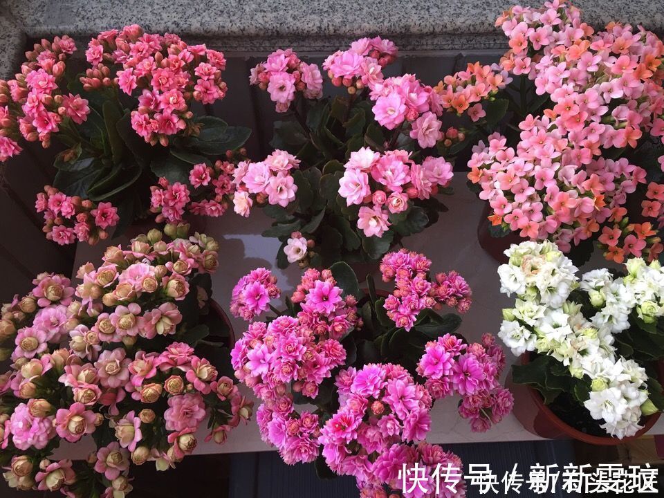 花海|她对长寿花“痴迷”,2个阳台、6个窗台都摆满了,过年开成花海