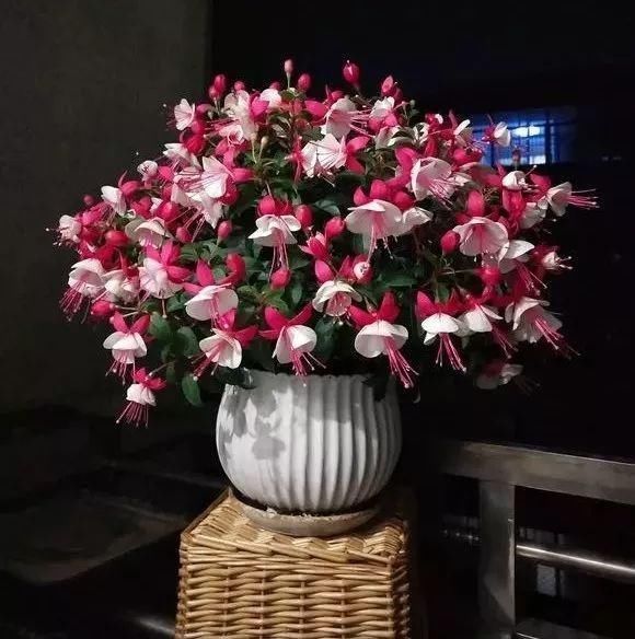 盆栽|夏天别买4种花,一拿回家就“掉花苞”,搞不好还烂根