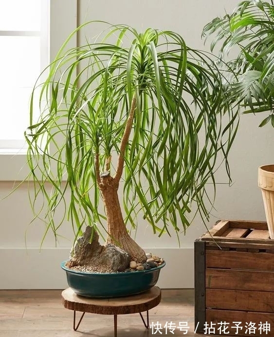 叶子天生就低垂的酒瓶兰，耐旱耐阴的观叶植物，新手必备植物